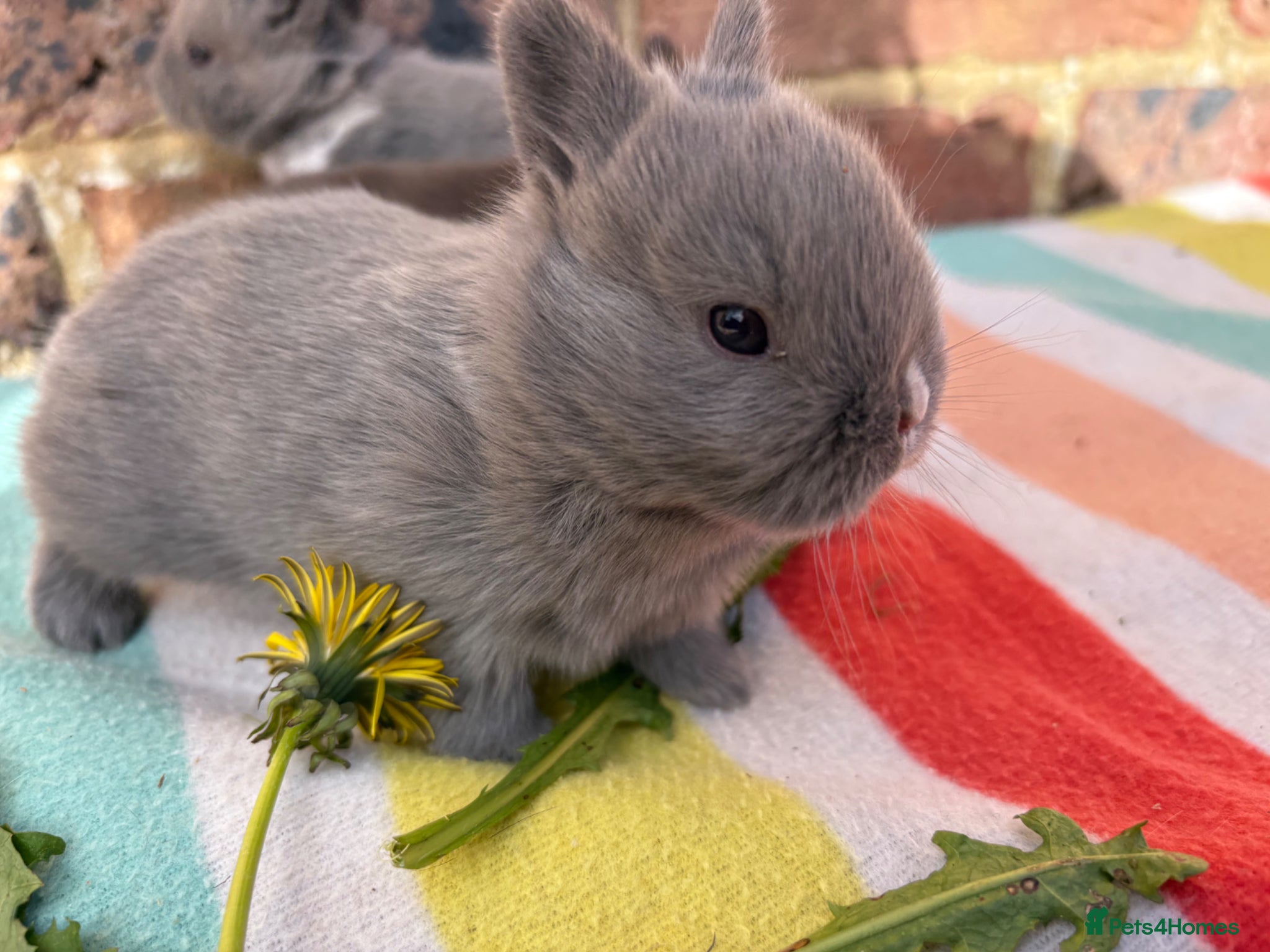 Netherland Dwarf rabbits Sweet Chocolate and blue Netherland Dwarf bunnies - Advert 5