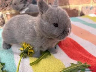 Netherland Dwarf rabbits Sweet Chocolate and blue Netherland Dwarf bunnies - Advert 5