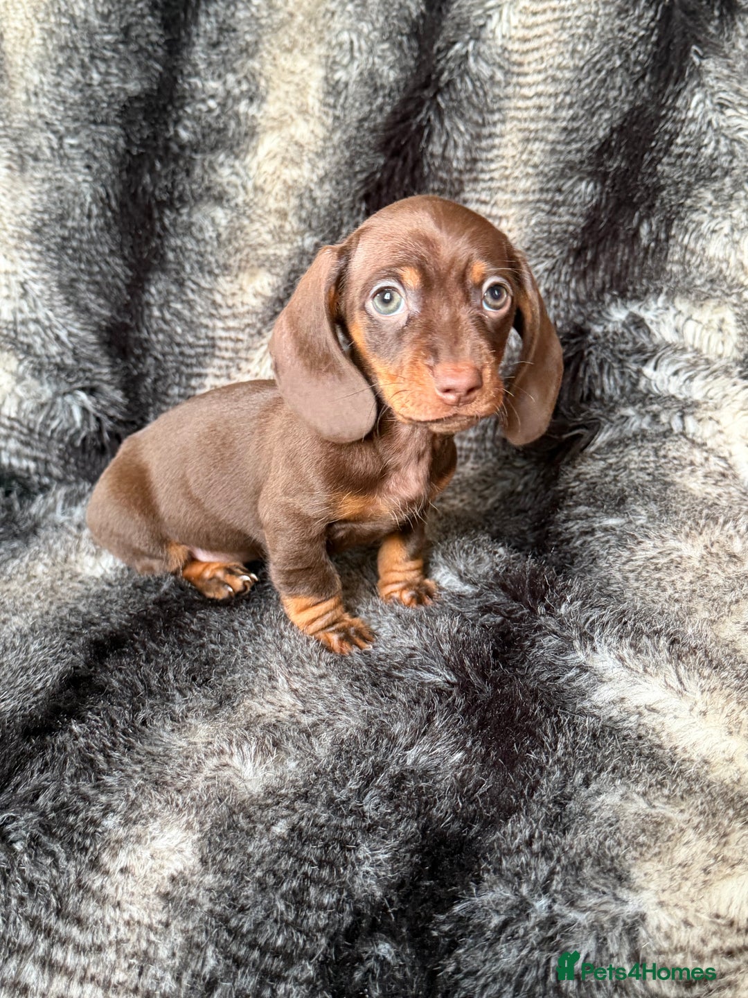 Miniature Dachshund dogs for sale: KC Registered Miniature Shorthaired Dachshund - Image 21