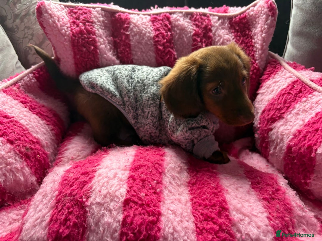 Miniature Dachshund dogs for sale: Stunning minature dachshund puppies - Image 35