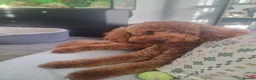 Miniature Poodle dogs for stud: Marley KC Red miniature Poodle for stud only - Advert 15