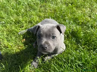 Staffordshire Bull Terrier dogs 💙 GORGEOUS BLUE STAFFY PUPPIES💙🐾 - Advert 2
