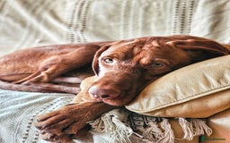 Hungarian Vizsla dogs for stud: Wirehaired Vizsla Dog at Stud - Image 6