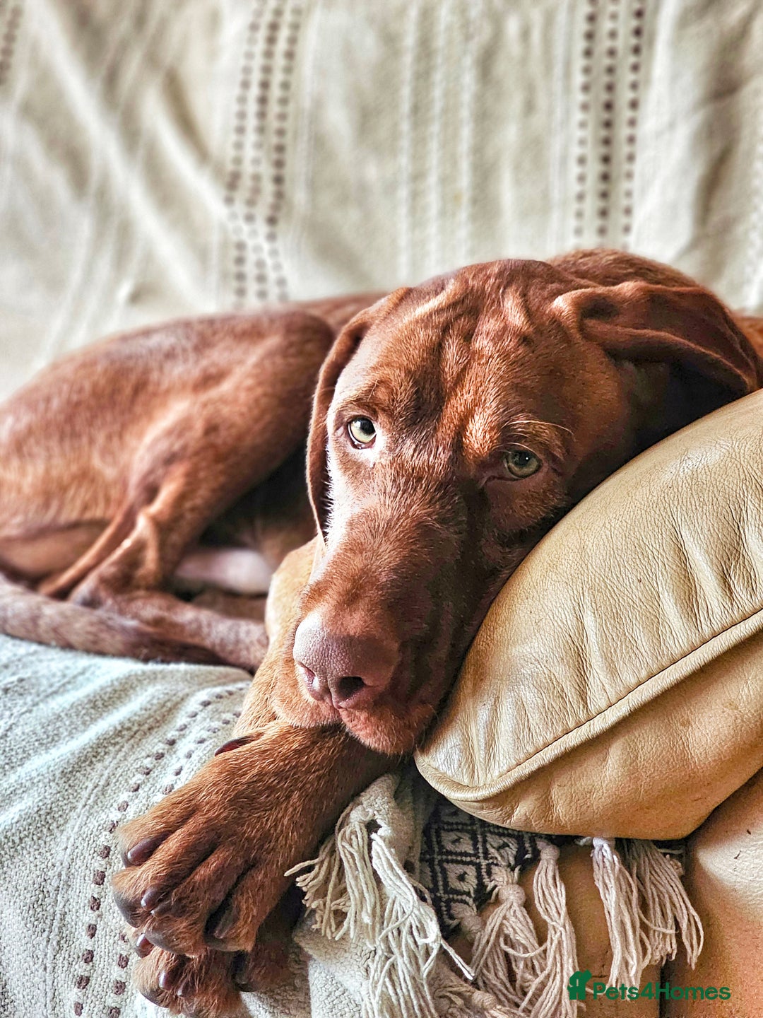 Hungarian Vizsla dogs for stud: Wirehaired Vizsla Dog at Stud - Image 6