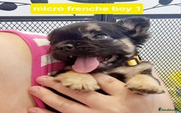 French Bulldog dogs for sale: KC registered Fluffy  French Bulldog READY TO GO! - Image 8