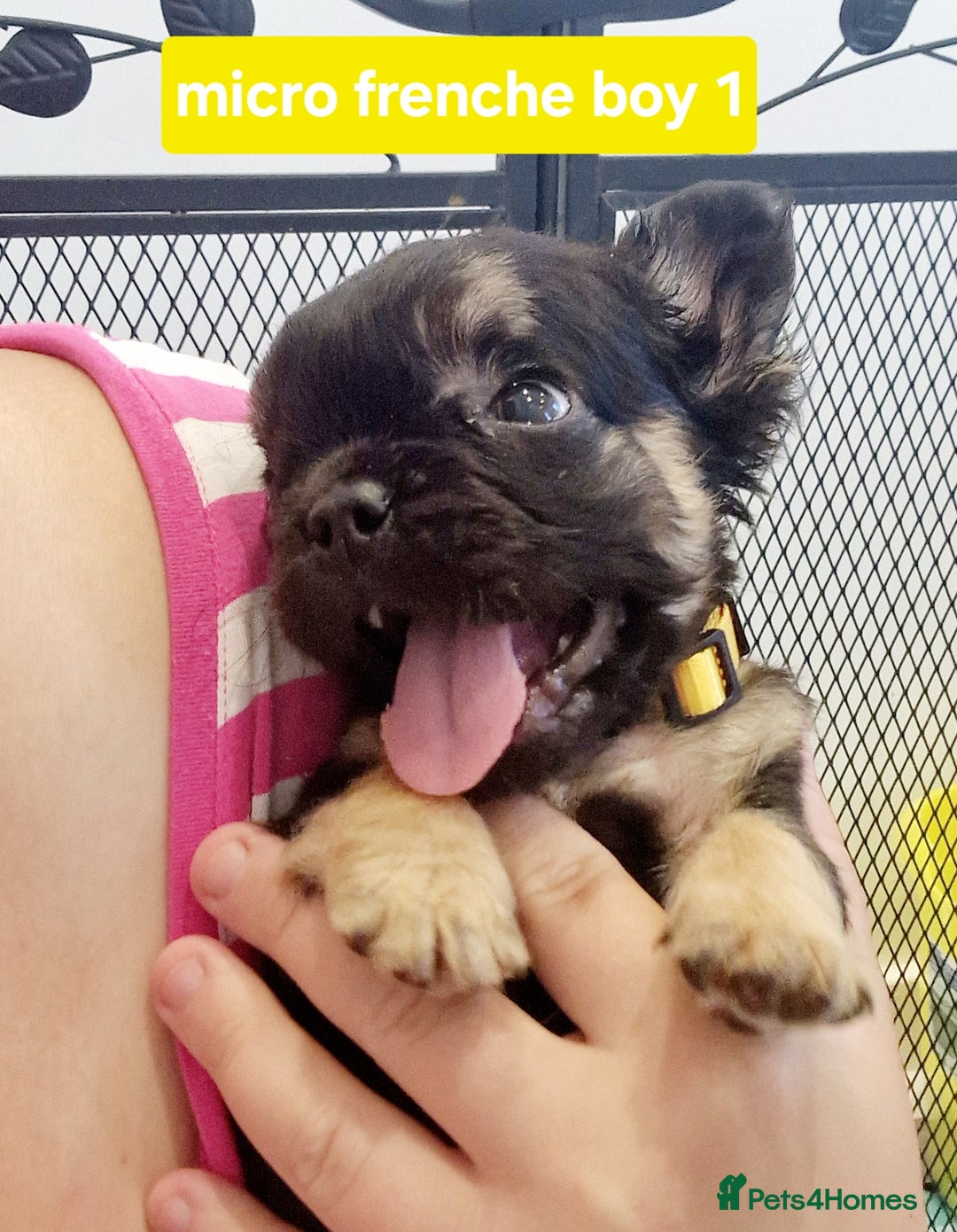 French Bulldog dogs for sale: KC registered Fluffy  French Bulldog READY TO GO! - Image 8