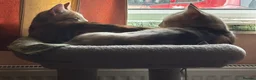 Domestic Shorthair cats for sale: 5 Beautiful Kittens - Advert 8