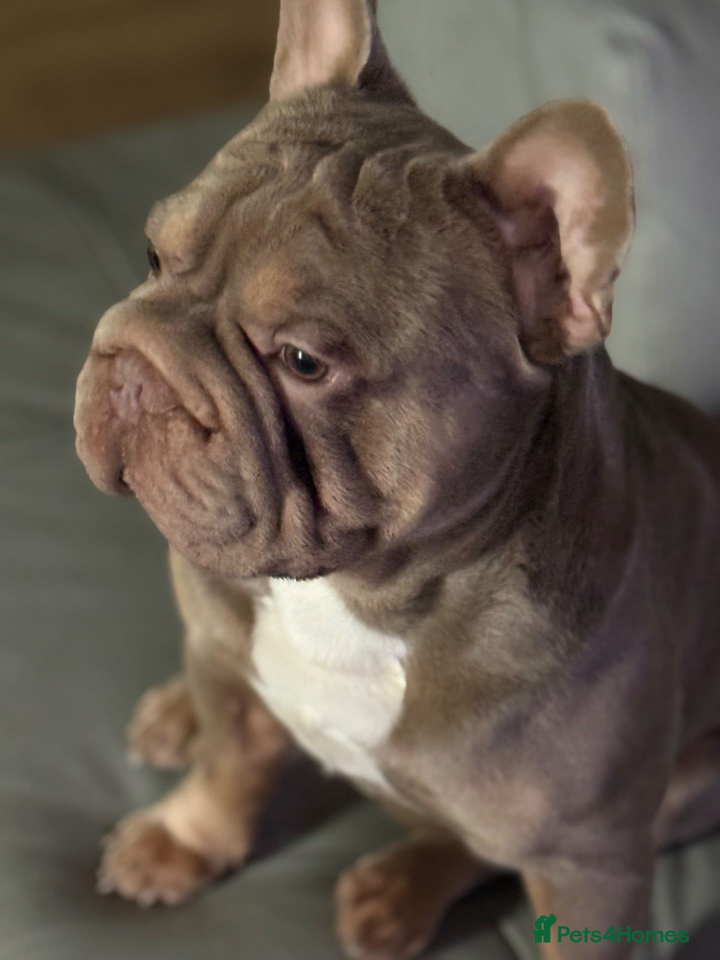 French Bulldog dogs French bulldogs  - Advert 11