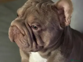 French Bulldog dogs French bulldogs - Advert 11