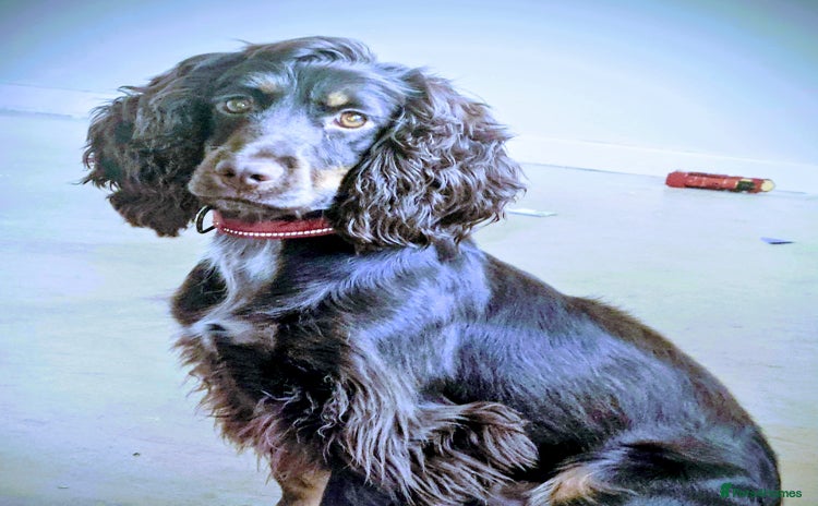 Cocker Spaniel dogs Chocolate roan cocker spaniel  - Advert 1