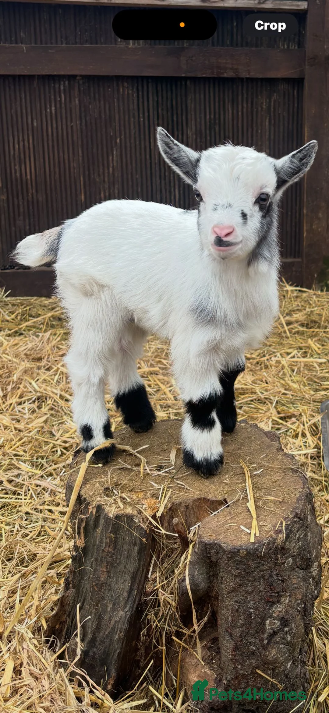 Goats livestock for sale: Small pygmy goats  - Advert 7