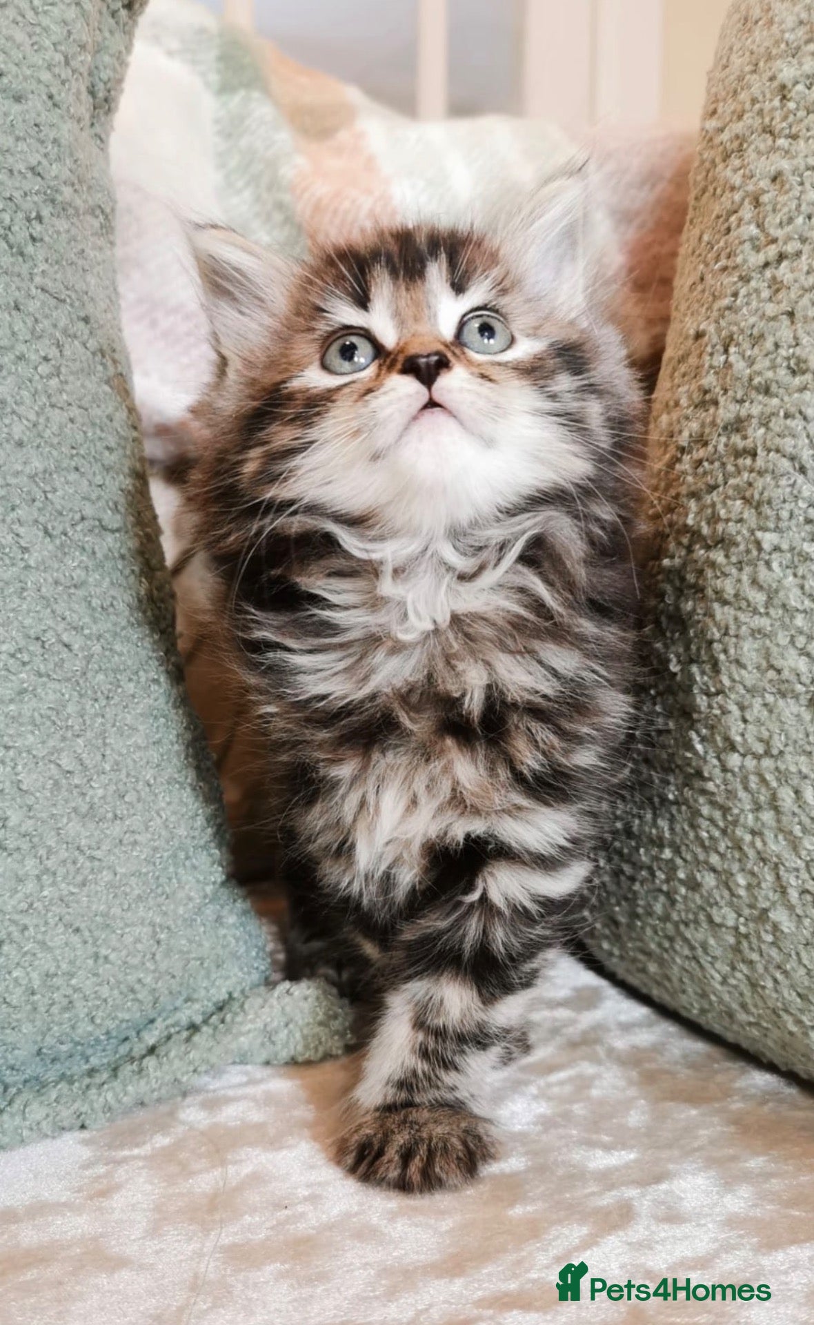 Mixed Breed cats Beautiful Maine Coon Kittens  - Advert 18