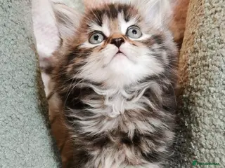 Mixed Breed cats Beautiful Maine Coon Kittens - Advert 18