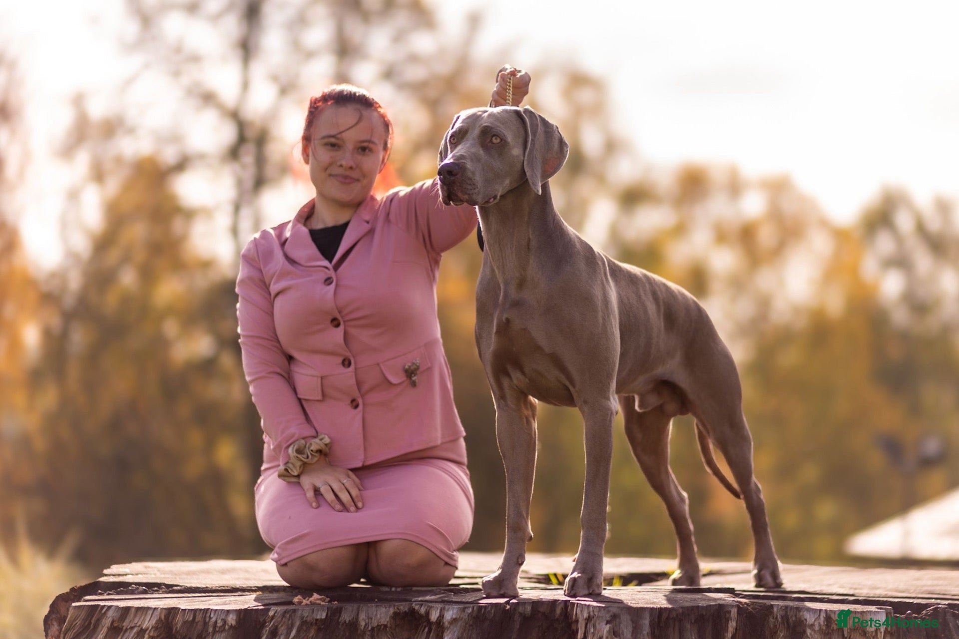 Weimaraner dogs for stud: Proven Stunning kc registered weimaraner for stud  - Advert 2