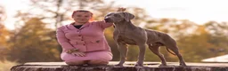 Weimaraner dogs for stud: Proven Stunning kc registered weimaraner for stud  - Advert 1