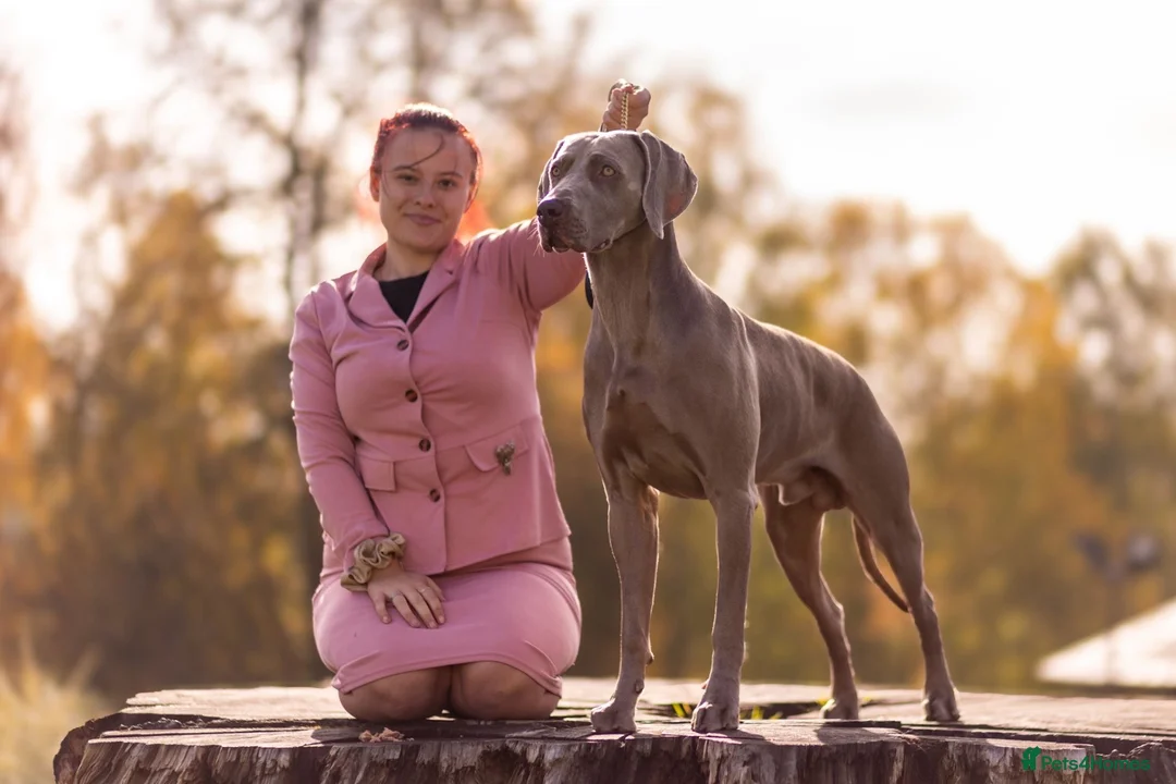 Weimaraner dogs for stud: Proven Stunning kc registered weimaraner for stud  - Advert 1