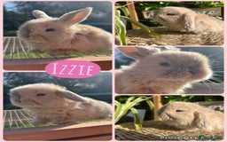 Mini Lop rabbits for sale: Litter of mini lop babies  - Image 5