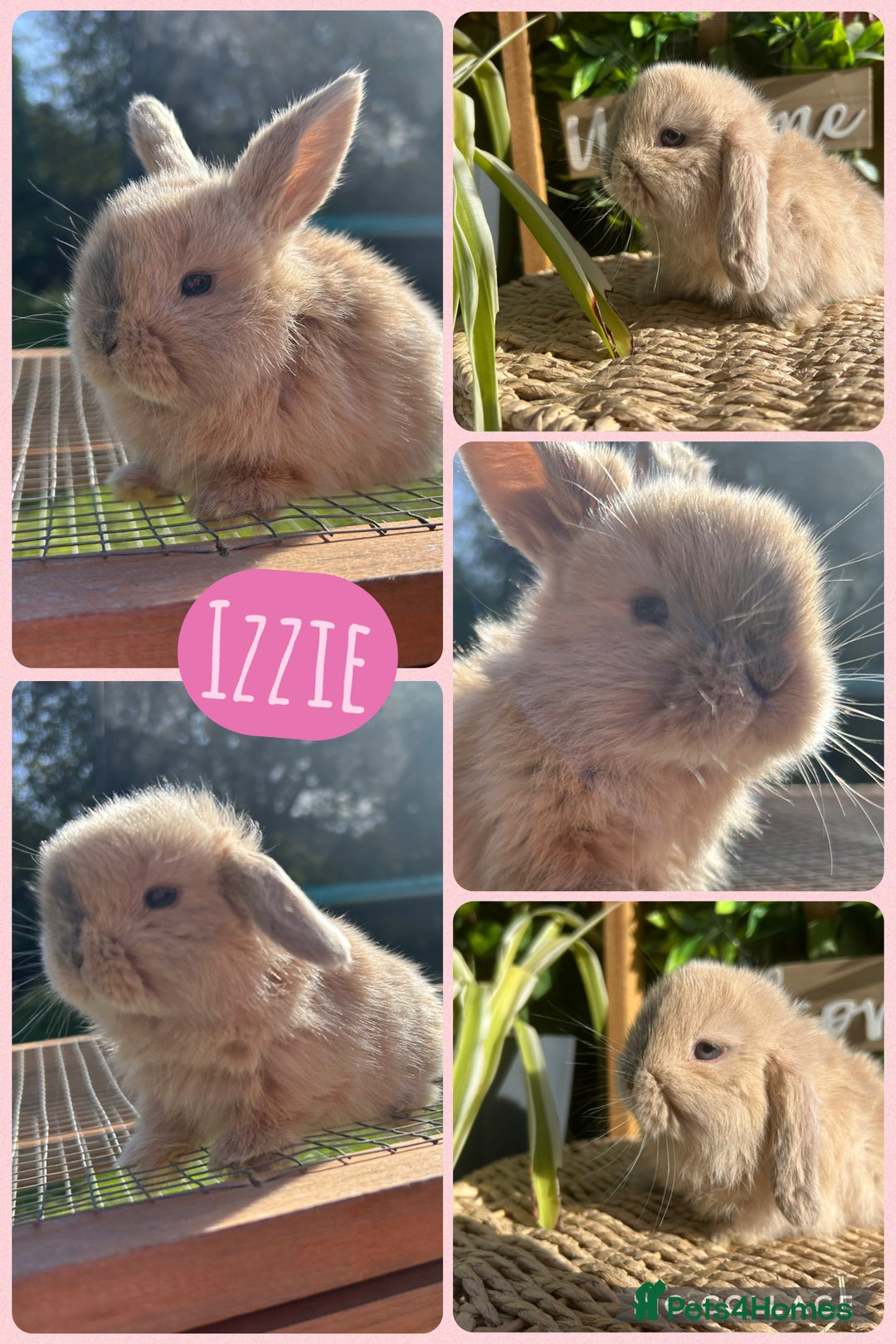 Mini Lop rabbits for sale: Litter of mini lop babies  - Image 5