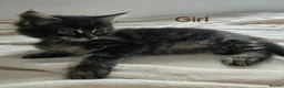 Maine Coon cats for sale: 7 Gorgeous Maine Coon kittens. - Advert 19