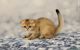 British Shorthair cats for sale: Excellent Scottish straight and fold kittens - Image 31