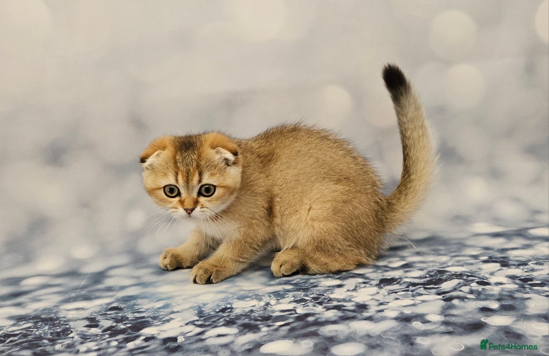 British Shorthair cats for sale: Excellent Scottish straight and fold kittens - Image 31