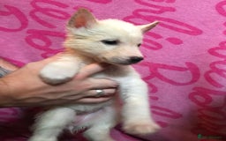 Huskita dogs for sale: Huskita pups  - Image 4