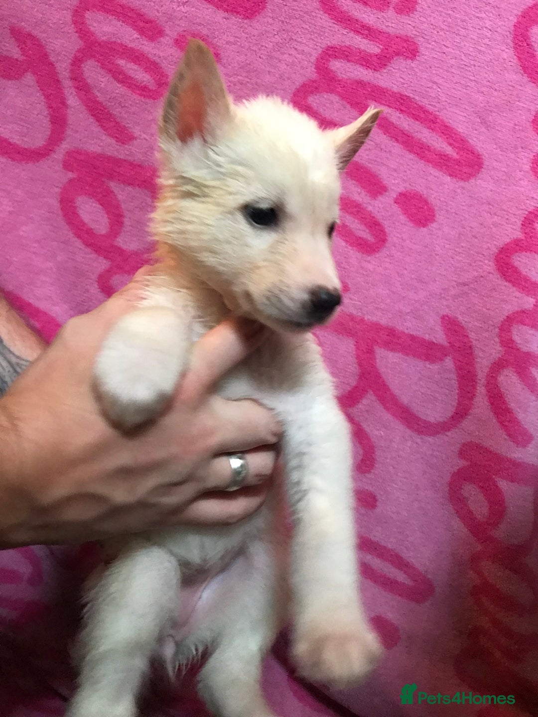Huskita dogs for sale: Huskita pups  - Image 4