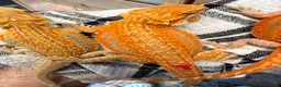 Bearded Dragon reptiles for sale: High Citrus, Tiger , Hypo, GS, Dunner, Trans  - Advert 1