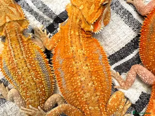 Bearded Dragon reptiles High Citrus, Tiger , Hypo, GS, Dunner, Trans - Advert 7