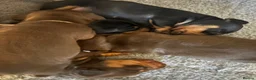 Miniature Dachshund dogs for sale: Beautiful well socialised Miniature Dachshunds in Tamworth - Advert 26