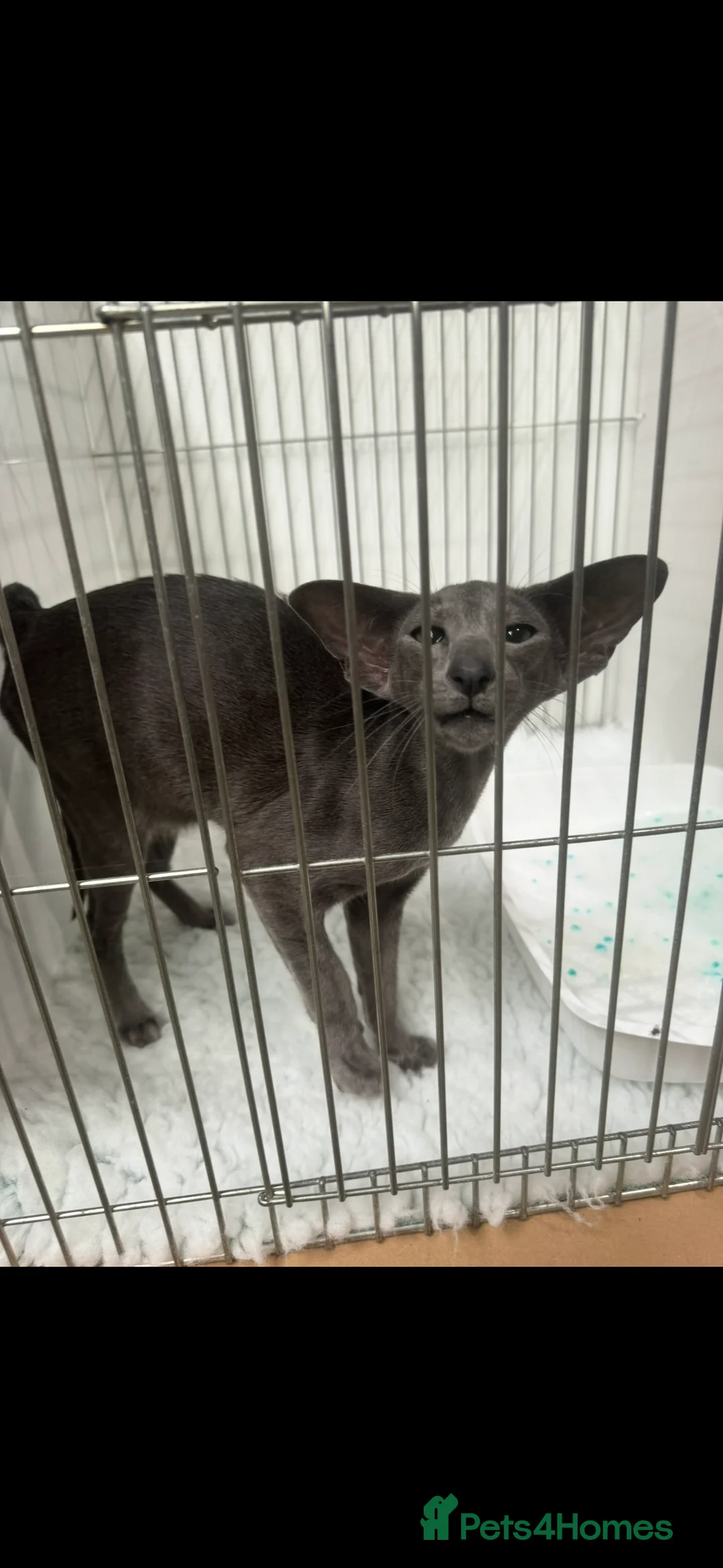 Oriental cats for sale: Stunning Gccf registered blue oriental boy  - Advert 7