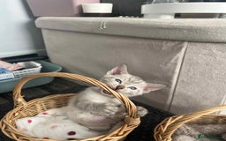 Bengal cats for sale: Stunning bengal kittens for sale to loving home - Image 28