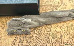 British Shorthair cats for sale: Grey British Shorthair - Image 8