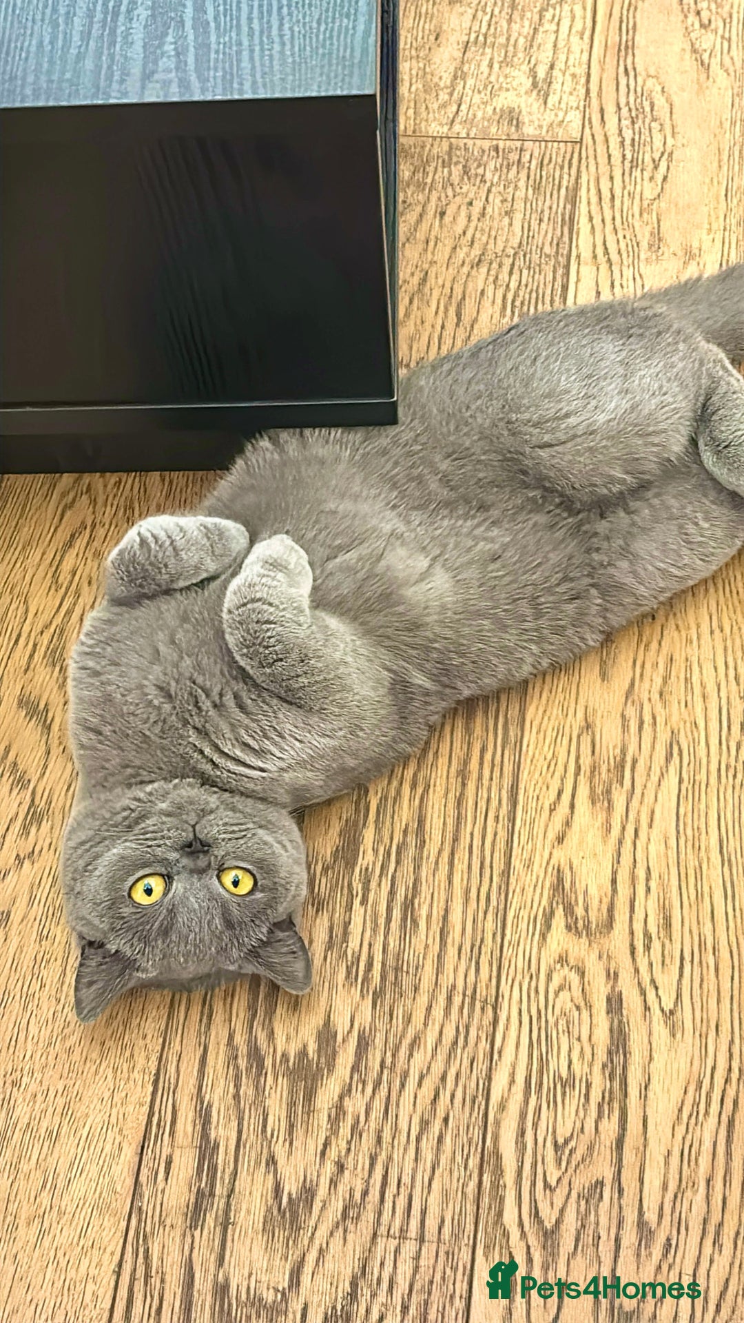 British Shorthair cats for sale: Grey British Shorthair - Image 8