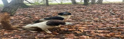English Springer Spaniel dogs for sale: Working springer spaniels  in Totnes - Advert 10