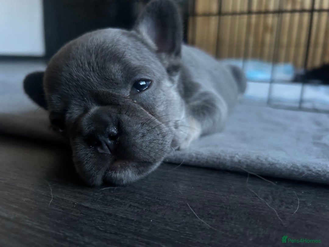 French Bulldog dogs for sale: French bulldogs , one fluffy (like his mum)  - Image 11