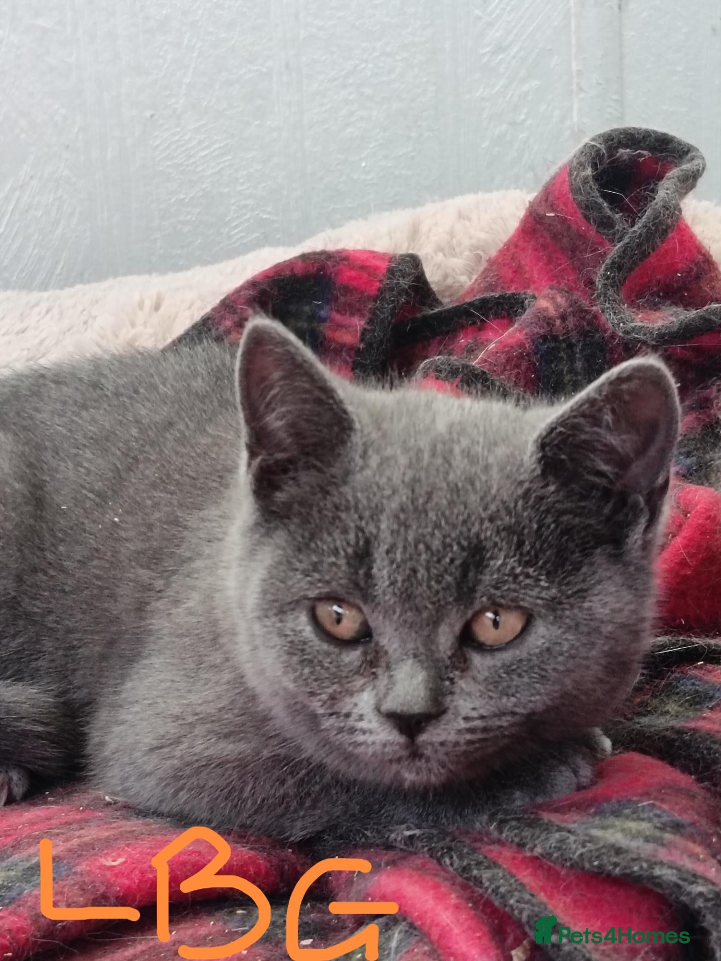 British Shorthair cats British Shorthaired X Blue Girls - Advert 2