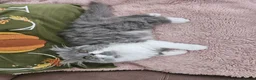 Persian cats for sale: Stuning Persian Girls - Advert 17