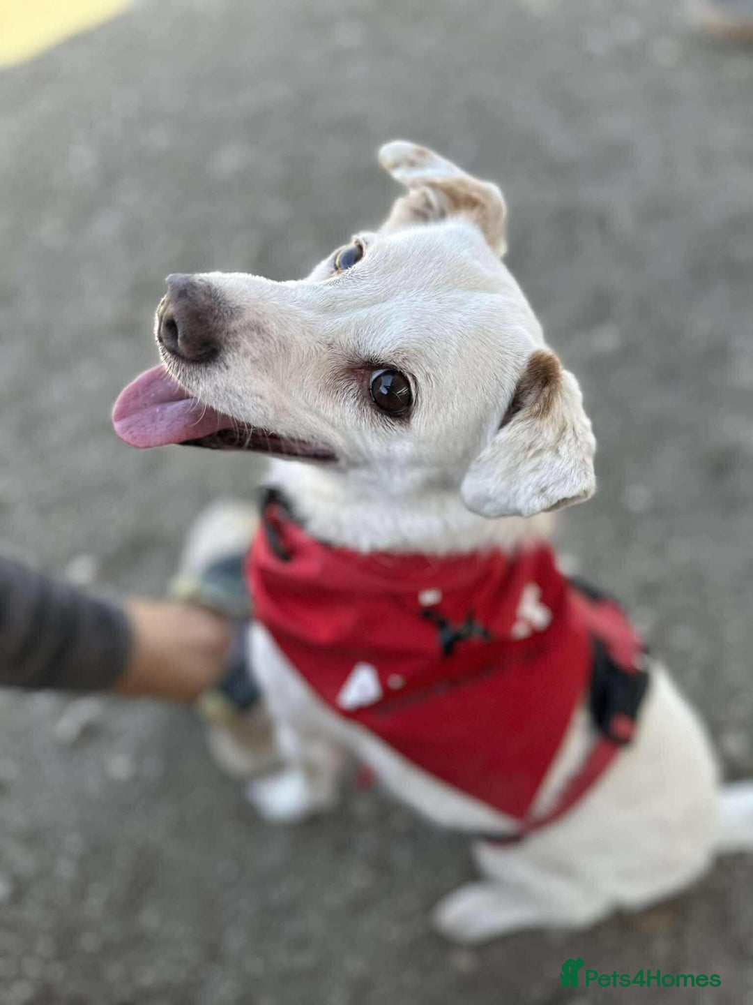 Mixed Breed dogs for adoption: Sweet senior Bobby looking for his golden basket - Advert 5