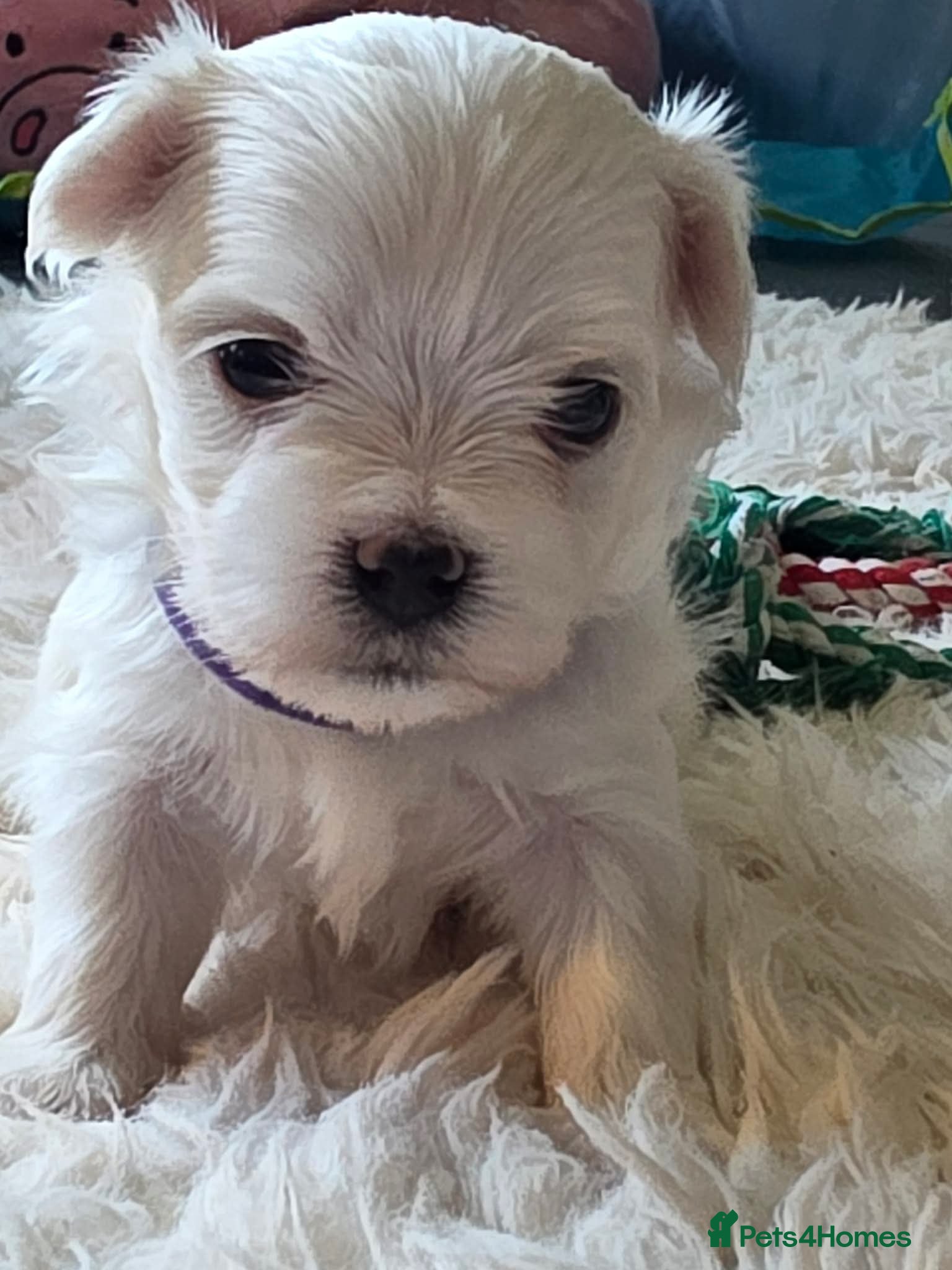 Maltese dogs  Korean  Kc  Maltese  one boy remaining READY NOW  - Advert 5