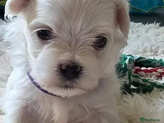 Maltese dogs Korean Kc Maltese one boy remaining READY NOW - Advert 5
