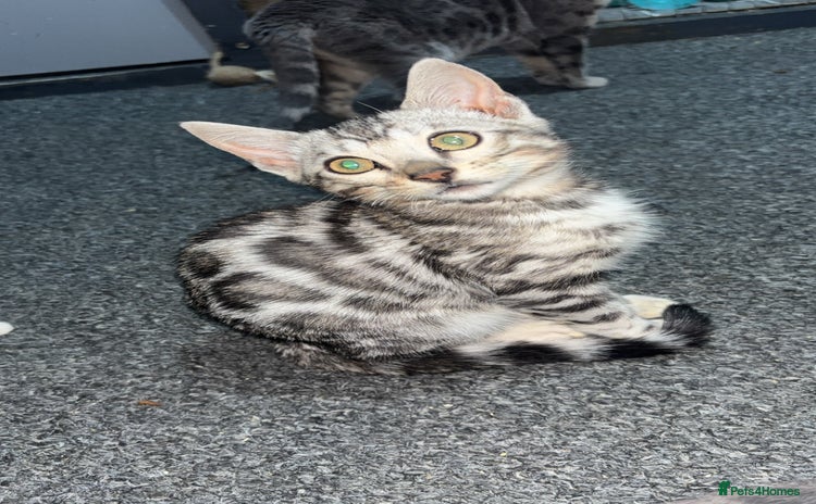 Bengal cats Beautiful Bengal kittens  - Advert 3