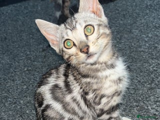 Bengal cats Beautiful Bengal kittens - Advert 4