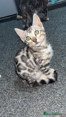 Bengal cats Beautiful Bengal kittens - Advert 1