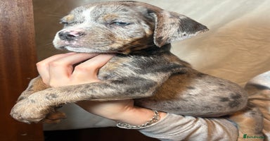 Olde English Bulldogge dogs 8 week old Olde English Bulldogges  - Advert 11