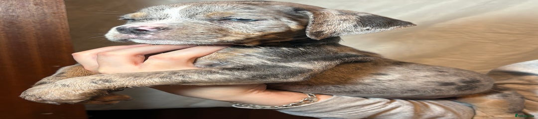 Olde English Bulldogge Puppy 1