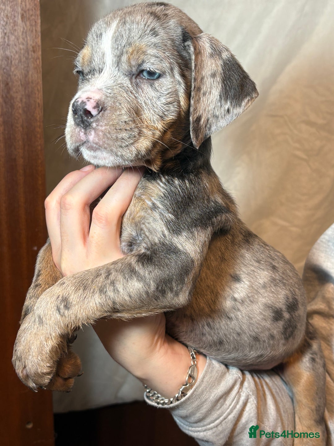 Olde English Bulldogge dogs for sale: 8 week old Olde English Bulldogges  - Advert 3