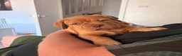 Dogue De Bordeaux dogs for sale: Stunning KC Dogue de Bordeaux Puppies - Advert 5