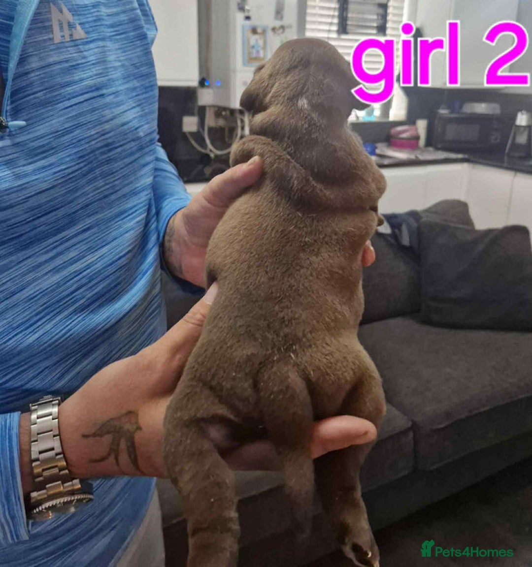 Old Tyme Bulldog dogs for sale: Oeb pups looking for forever homes 🏡  - Image 7
