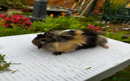 Guinea Pig rodents for sale: Baby boars  - Image 6
